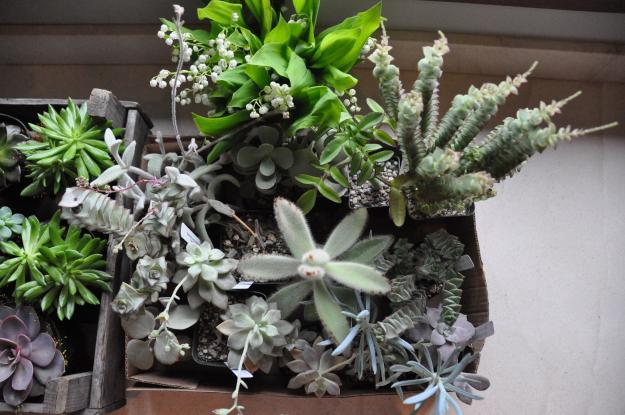 succulents