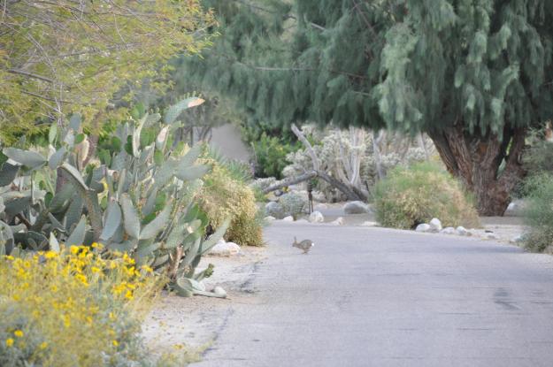 Palm Springs