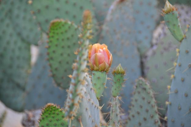 Palm Springs desert rose