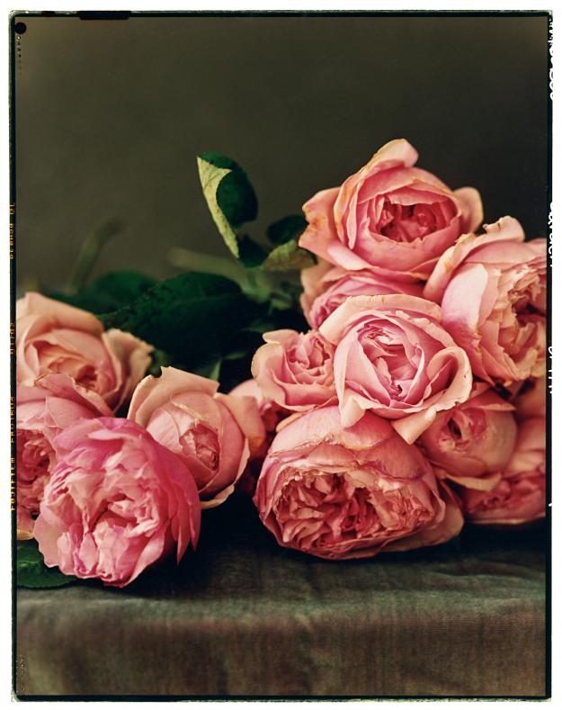 Rosalind David Austin Roses