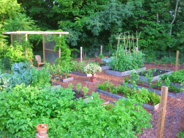 raised bed garden 3