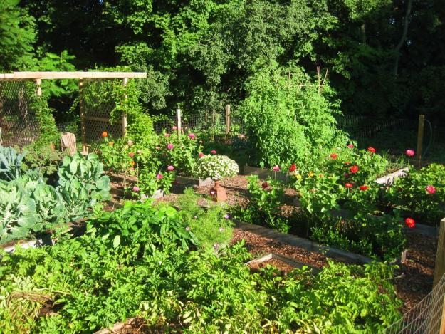 raised bed 7