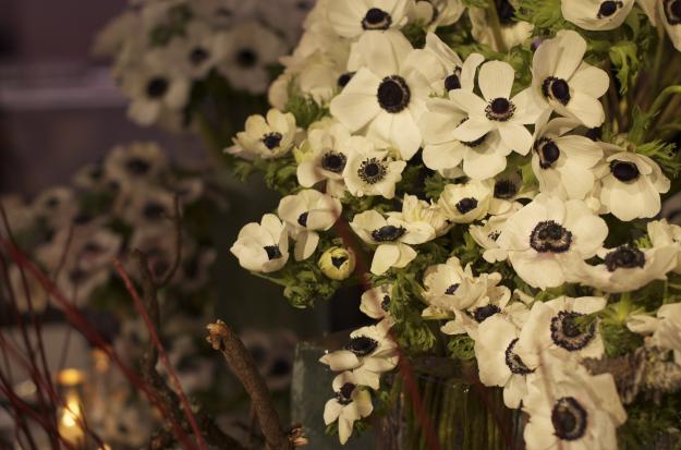 anemones
