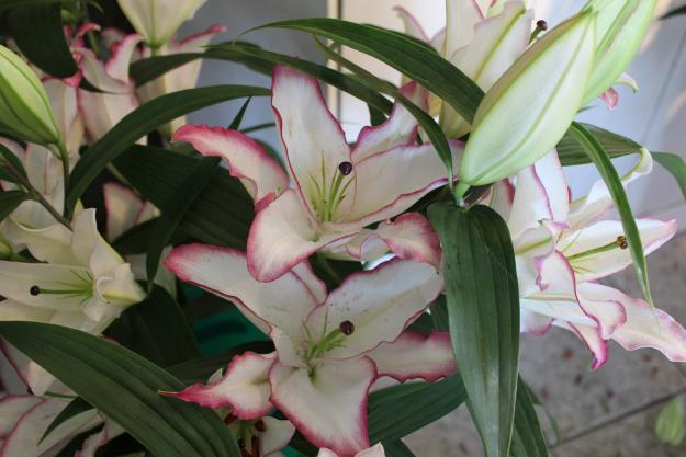 The Edge Lily