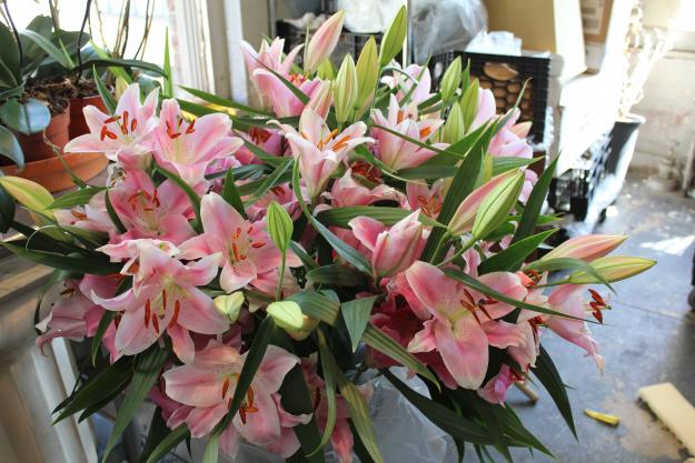 pink heaven lily