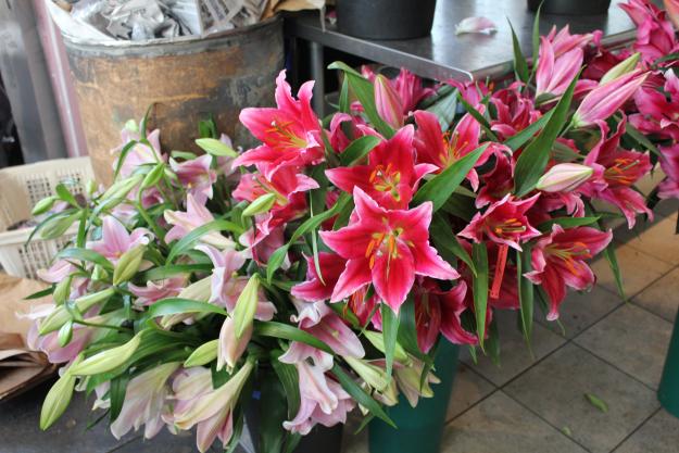 new lilies