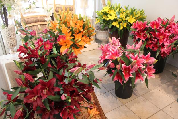 new hybrid lily 1