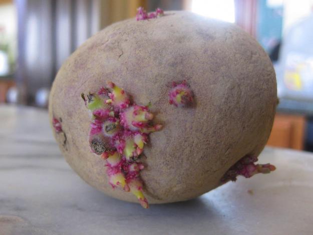 growing potatoes 2