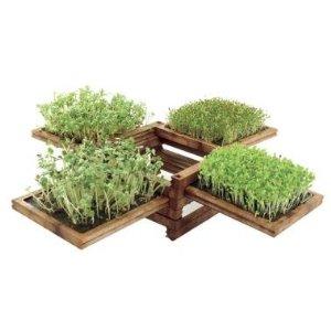miniature garden