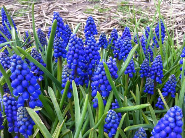 growing muscari