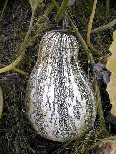 silver edge pumpkin