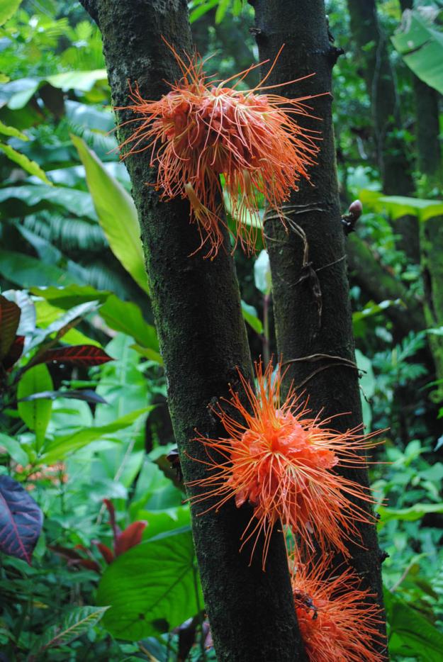 Brownea Macrophylla 