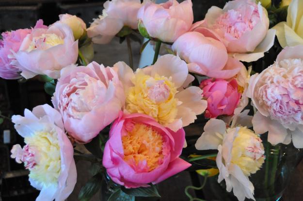 peony opener