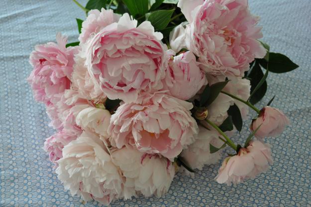 pink peonies