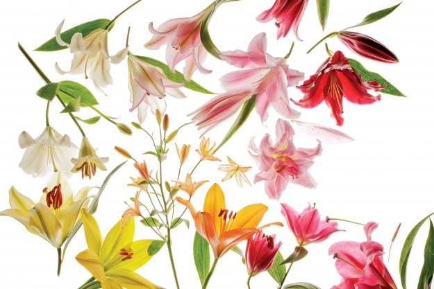 Garden Design - Gilding Lilies 01A