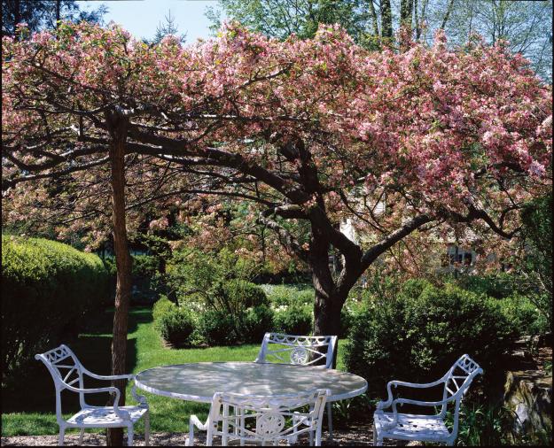 crabapple