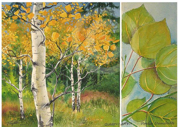 Aspen