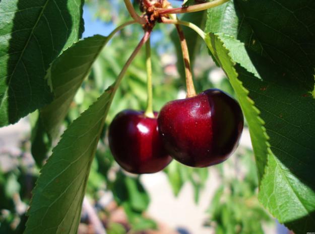 Cherry tree