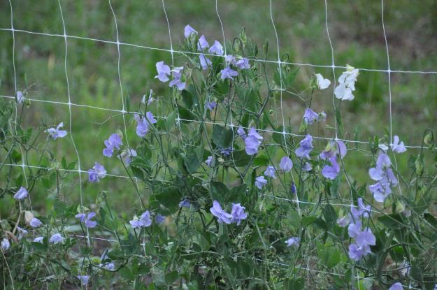 sweet peas wall 2