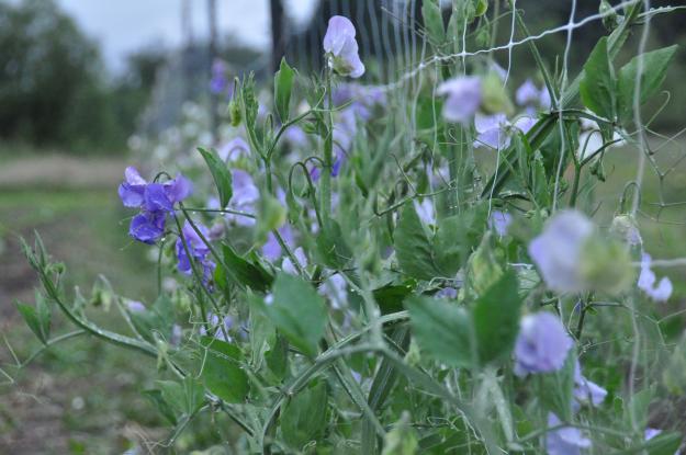 sweet peas