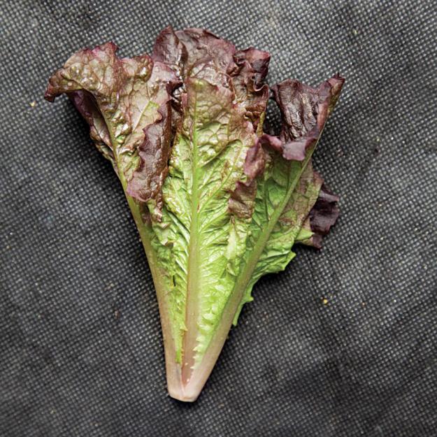 Firecracker lettuce