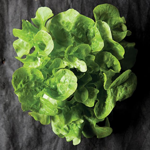 panisse lettuce