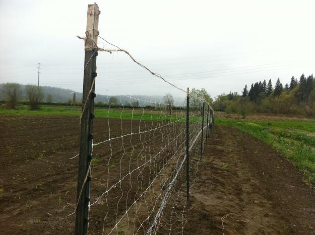 fence for sweet peas