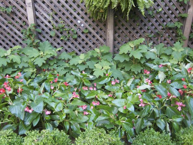 hydrangeas begonias