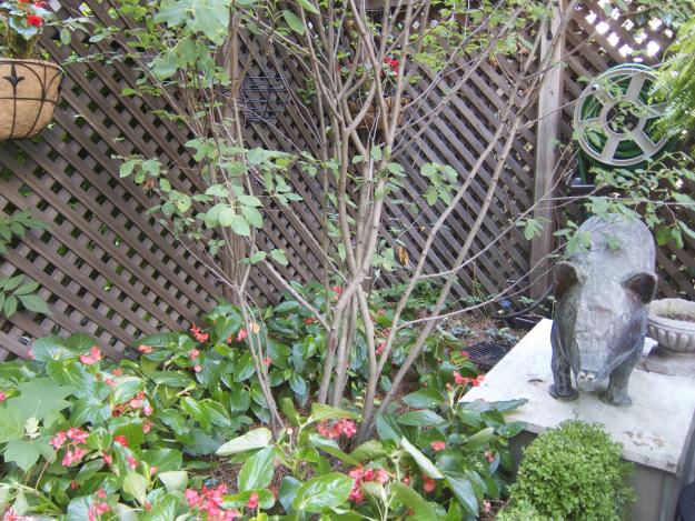 begonias pig statue