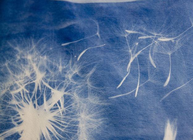 dandelion sun print closeup