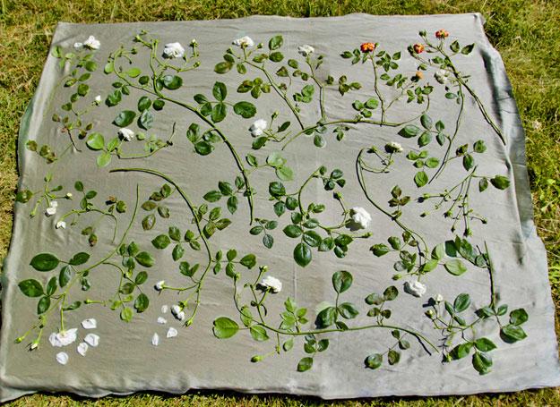 sun print roses laid out