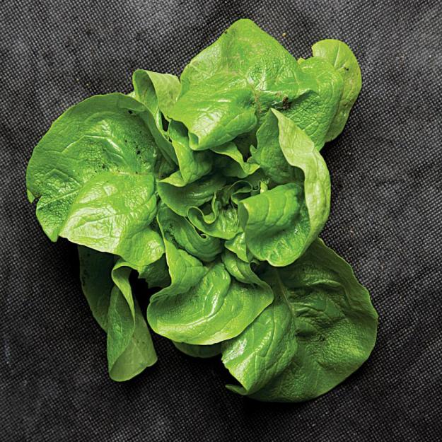 Winter Density, romaine
