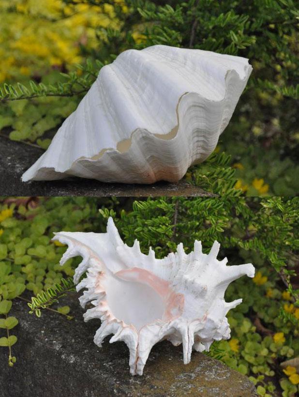 clam shell murex ramosus