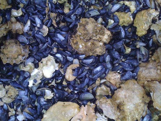 mussel shells