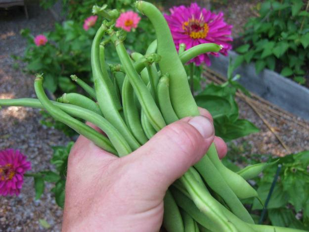 garden vegetables