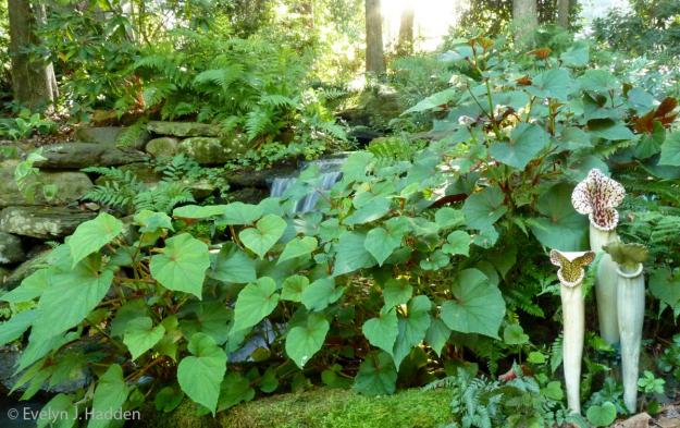 ferns and waterfall