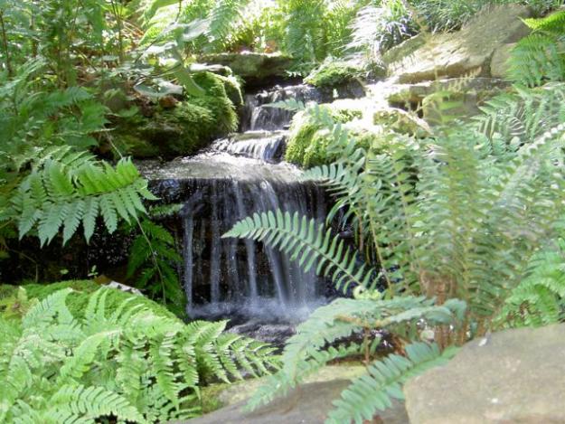 waterfall in garden ferns