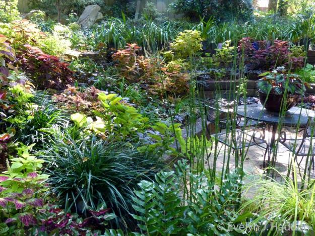 coleus garden 