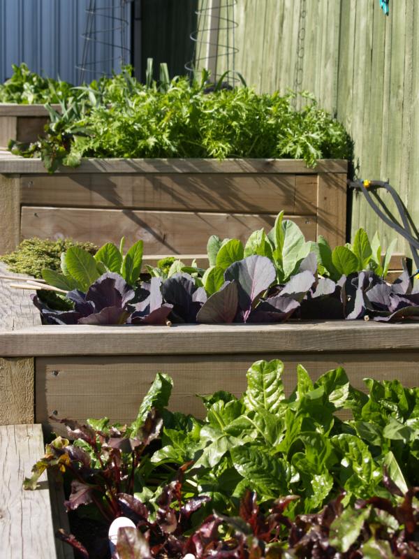 raised beds with vegetables