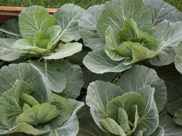 mini cabbages