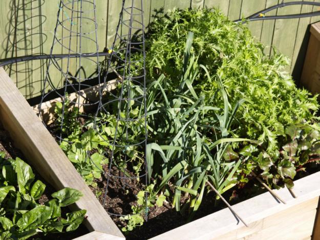 snow peas, leeks, mizuna