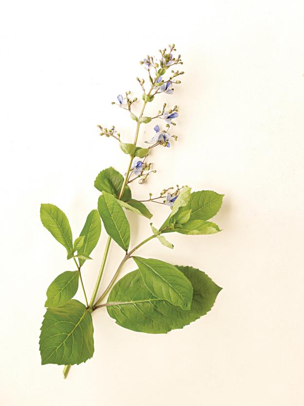 Clerodendrum 'Blue Wings'