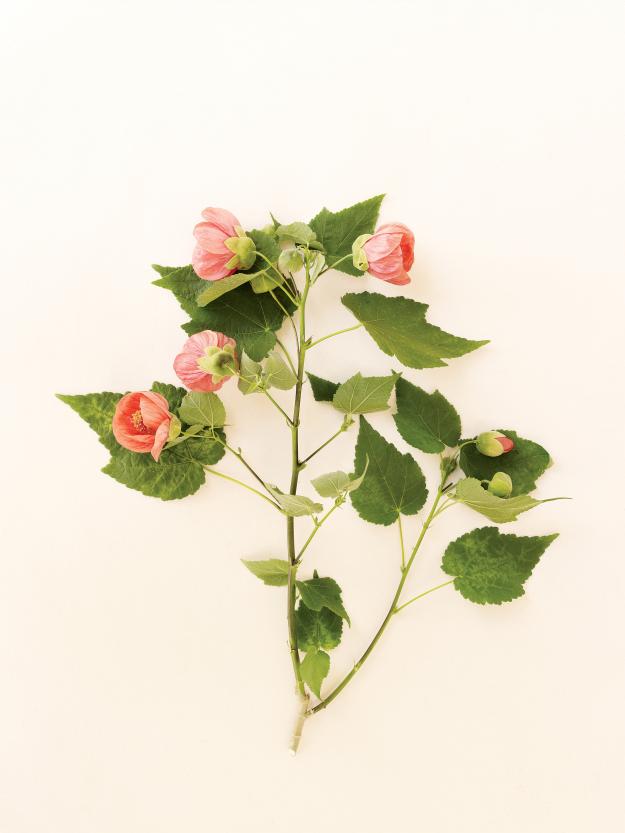 Abutilon