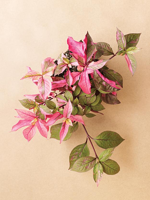 Alternanthera