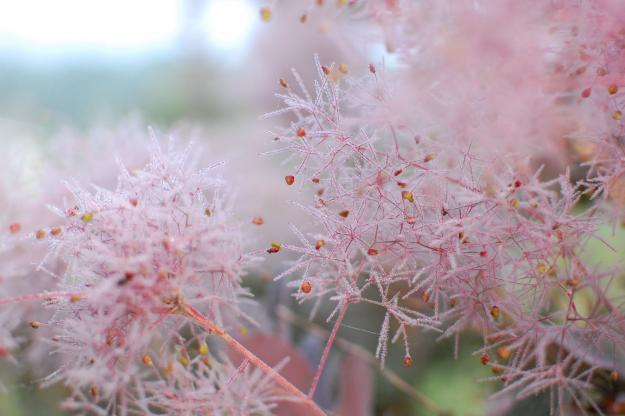 smokebush