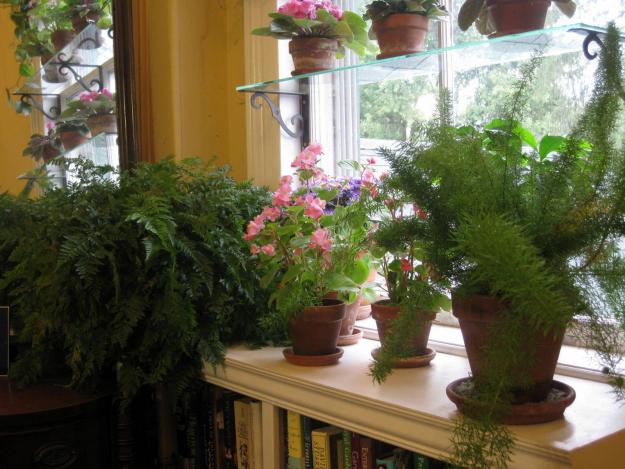 Windowsill flowers