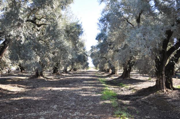 olive grove 1