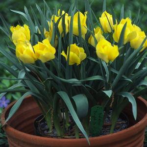 tulip batalinii bright gem