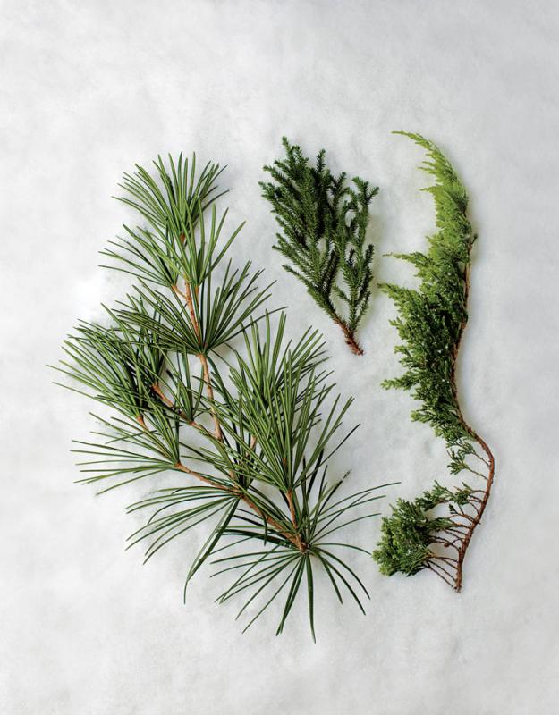 Conifer umbrella pine, cedar, juniper