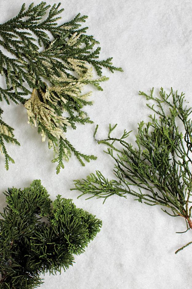 hiba arborvitate cypress